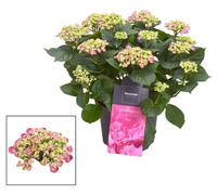 Hortensia Curly Wurly Rosa, plante de jardin à fleurs roses avec 9 à 15