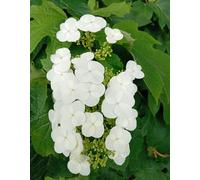 Hortensia Hydrangea quercifolia Snowflake Hortensia à feuilles de chêne 60 - 80 cm