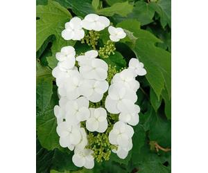 Hortensia Hydrangea quercifolia Snowflake Hortensia à feuilles de chêne 60 - 80 cm