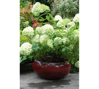 Hortensia 'limelight ?' taille du pot -