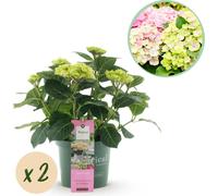 Hortensia Magical Jewel Pink, 2 plants d'Hydrangea macrophylla, chacun en pot