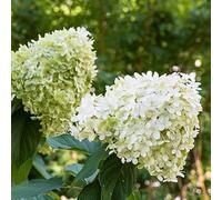 Hortensia Paniculata Limelight - Hydrangea Paniculata Limelight 60 cm Pot 3 L - Plante En Pot - Floraison Printemps - Hauteur à maturité 2 à 3 m