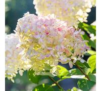 Hortensia Paniculata Phantom - Hydrangea Paniculata Phantom 60/80 cm Pot 3l - Plante - Hauteur 60/80 cm