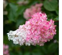 Hortensia Paniculata Vanille Fraise - Hydrangea Paniculata Vanille Fraise 60/80 cm Pot 3l - Plante - Hauteur 60/80 cm