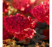 Hortensia Paniculata Wims Red - Hydrangea Paniculata Wims Red 40/60 cm Pot 3l - Plante En Pot - Hauteur 40/60 cm