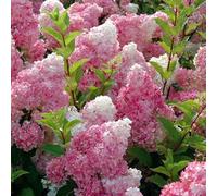 Hortensia paniculé 'Vanilla Fraise' 40-50 cm pot | Hydrangea paniculata 'Vanille Fraise', Arbuste décoratif, Fleurs blanches virant au rose, Parfait jardin coloré
