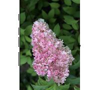 Hortensia 'vanille fraise ?' taille du p