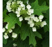 Hortensie - Hydrangea quercifolia | 50-60 cm in Container