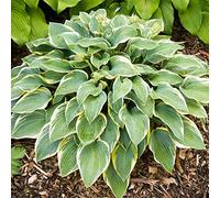 Hosta First Frost est un arbuste de jardin vivace à feuilles caduques résistant au gel, idéal pour l'extérieur et cultivé en pot.