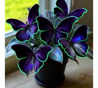 Hosta insolite résistant au froid, hosta papillon, culture de jardin de Funkia, floraison florale, entretien optimal du jardin, unique Hosta-4Rhizome-A