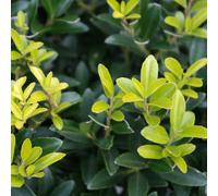 Houx crénelé - ilex crenata 'caroline upright' - 60-80 cm pot