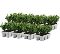 Houx crenelé - Set de 48 - Ilex crenata 'Jenny' - Hauteur 10-20cm - ⌀9cm