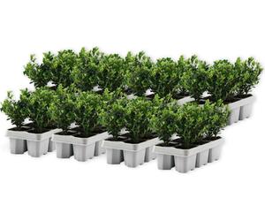 Houx crenelé - Set de 48 - Ilex crenata 'Jenny' - Hauteur 10-20cm - ⌀9cm