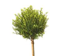 Houx du Japon Ilex crenata Twiggy haute tige 80 cm