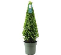 Houx Ilex crenata, forme pyramidale, 55cm, Ø21cm, à feuilles persistantes
