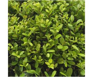 Houx Ilex crenata « Jenny » 48 plants À feuilles persistantes Résistant au