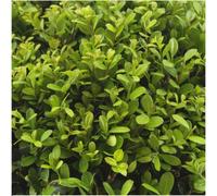 Houx Ilex crenata « Jenny » 72 plants À feuilles persistantes Résistant au