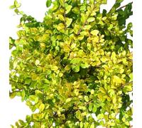 Houx japonais jaune Bergilex Ilex crenata « Golden Gem » 20-25 à feuilles persistantes pour élevage en plein air