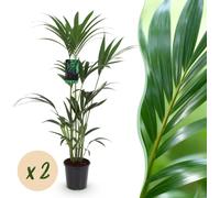 Howea Forsteriana - Kentia Palm - Faible entretien - Vert - 2 plantes - 120-130cm - Ø21cm - Plante d'intérieur - Vert persistant