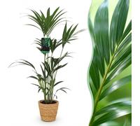 Howea Forsteriana - Kentia Palm - Faible entretien - Vert - avec panier - 120-130cm - Ø21cm - Plante d'intérieur - Ensemble complet - Plante avec pot