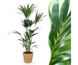 Howea Forsteriana - Kentia Palm - Faible entretien - Vert - avec panier - 120-130cm - Ø21cm - Plante d'intérieur - Ensemble complet - Plante avec pot