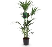 Howea Forsteriana - Kentia - Palmier - 120-130cm - 21cm - Palmier d'intérieur