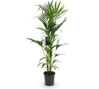 Howea Forsteriana - Kentia - Palmier - 140-150cm - Ø24cm - Palmier d'intérieur