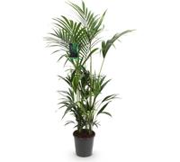 Howea Forsteriana - Kentia - Palmier - 160-170cm - 27cm - Palmier d'intérieur