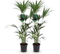 Howea Forsteriana - Kentia - Palmier - 2 plants - 120-130cm - 21cm - Palmiers