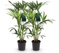 Howea Forsteriana - Kentia - Palmier - 2 plants - 80-85cm - 19cm - Palmiers