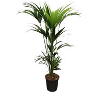 Howea Forsteriana - Palmier de Kentia - 120-140cm - Ø21cm - Plante d'intérieur - Vert persistant