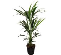 Howea Forsteriana - Palmier de Kentia - 90-100cm - Ø21cm - Plante d'intérieur - Vert persistant