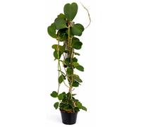 Hoya kerii - Plante "Cœur" - Plante mère isolée - Plante suspendue - Hauteur approximative : 130 cm