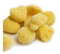 HSD Natural Artists Lot de 10 éponges de mer pour peinture aquarelle à texture fine