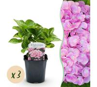 Hydrangea - Hydrangea macrophylla Pink - Flower Pink - 3 Plants - 1 m2 - Décidu - Peu d'entretien - 30cm - Ø18cm - Plante de jardin