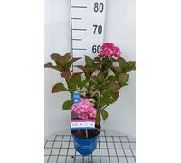 Hydrangea macr. 'Endless Summer Bloomstar Pink' - Hortensias en conteneur 25- 30 cm