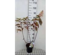 Hydrangea pan. 'Candlelight' - Hortensia paniculé 40- 50 cm Conteneur