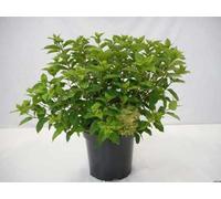 Hydrangea pan. little Lime' ® ('jane') - Hortensia paniculé 60- 80 cm conteneur
