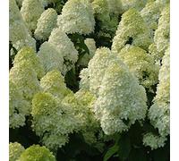 Hydrangea Paniculata 'Limelight'- Hortensia paniculé 'Limelight' 40-50 cm en conteneur