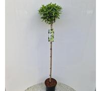 Hydrangea paniculata « Limelight »® PBR - Hortensia | 60 cm en pot