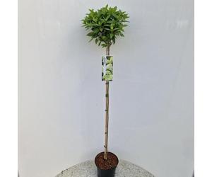 Hydrangea paniculata « Limelight »® PBR - Hortensia | 60 cm en pot