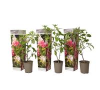 Hydrangea Paniculata Pink Lady - Hortensia - Set de 3 - Jardin - ?9cm - H25-40cm