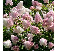 Hydrangea Paniculata Vanille Fraise - Arbuste caduc d’extérieur en pot