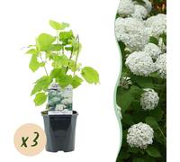 Hydrangea Plume - Hydrangea arborescens Annabelle - Fleur Blanche - 3 Plantes - 1 m2 - Caduque - Grandes Fleurs - 40-50cm - Ø18cm - Plante de jardin