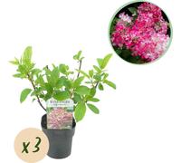 Hydrangea Plume - Hydrangea panniculata Pink Diamond - Fleur Blanc Rose - 3 Plantes - 1 m2 - Caduque - Grandes Fleurs - 40-50cm - Ø18cm - Plante de jardin