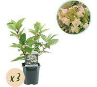 Hydrangea Plume - Hydrangea panniculata Wims Red - Fleur Blanc Rouge - 3 Plantes - 1 m2 - Caduque - Grandes Fleurs - 40-50cm - Ø18cm - Plante de jardin