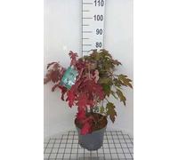 Hydrangea querc. 'Ice Crystal'® - Eichenblatthortensie 50- 60 cm Conteneur