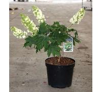 Hydrangea querc. 'Snow Queen'® ('flemygea'®) - Eichenblatthortensie 50- 60 cm Conteneur