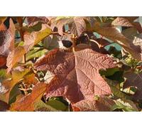 Hydrangea quercifolia - Hortensia à feuilles de chêne 50- 60 cm conteneur