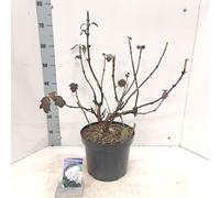 Hydrangea quercifolia « Snow Queen » - Hortensia | 50-60 cm en pot